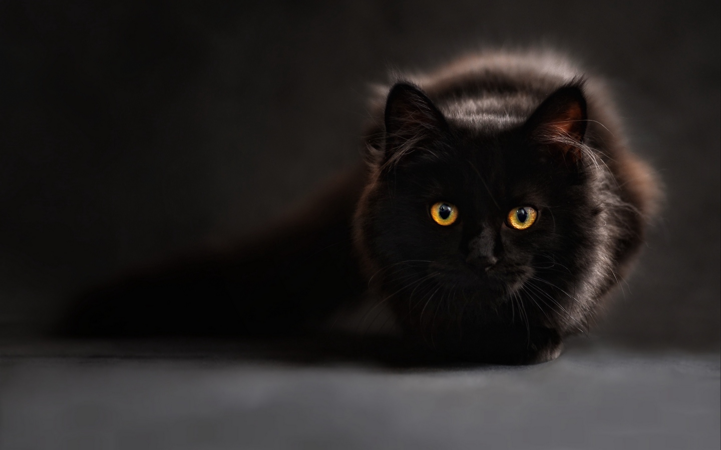 纯黑色长尾英国长毛猫蹲着大屏高清1440x900桌面壁纸
