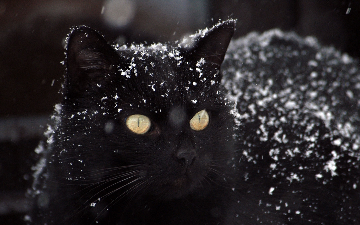 纯黑色美英国长毛猫身上布满冰晶大屏高清1440x900桌面壁纸