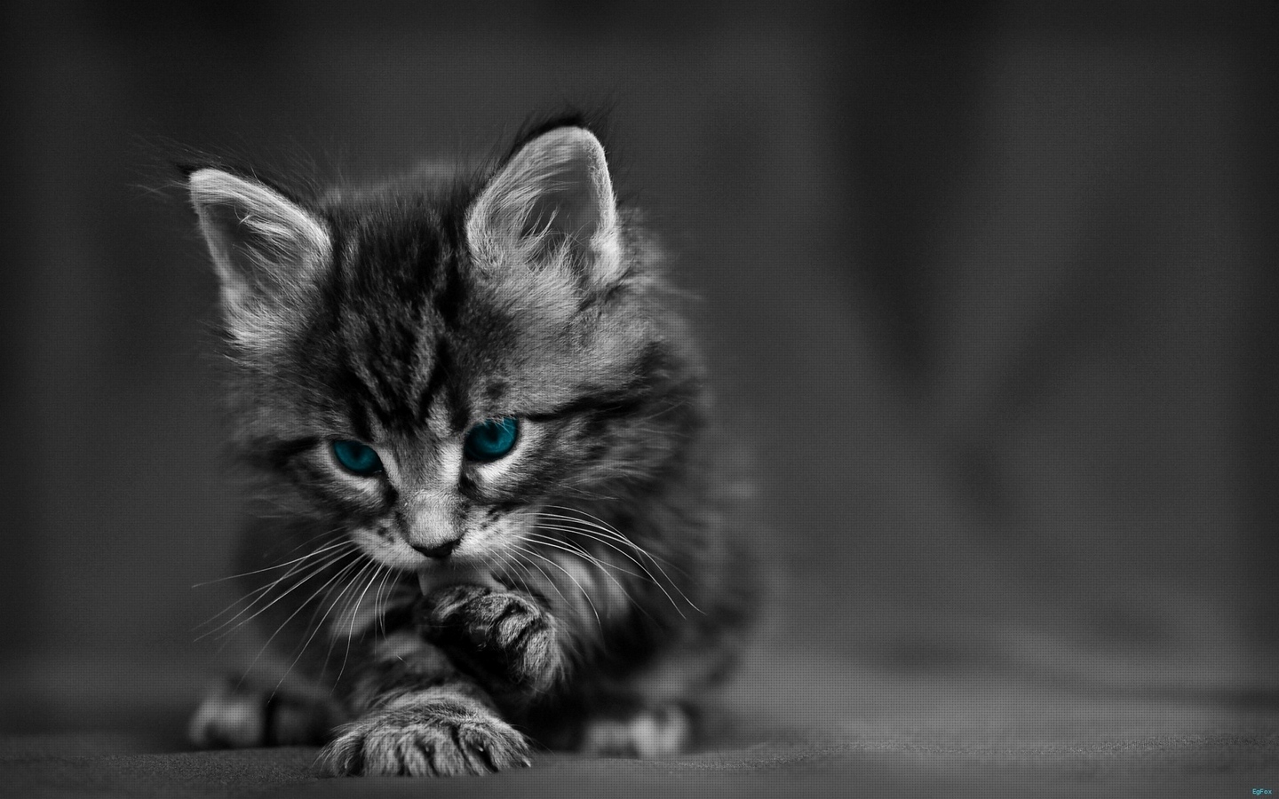 可爱小猫蓝色眼睛舔自己小爪子大屏高清1440x900桌面壁纸