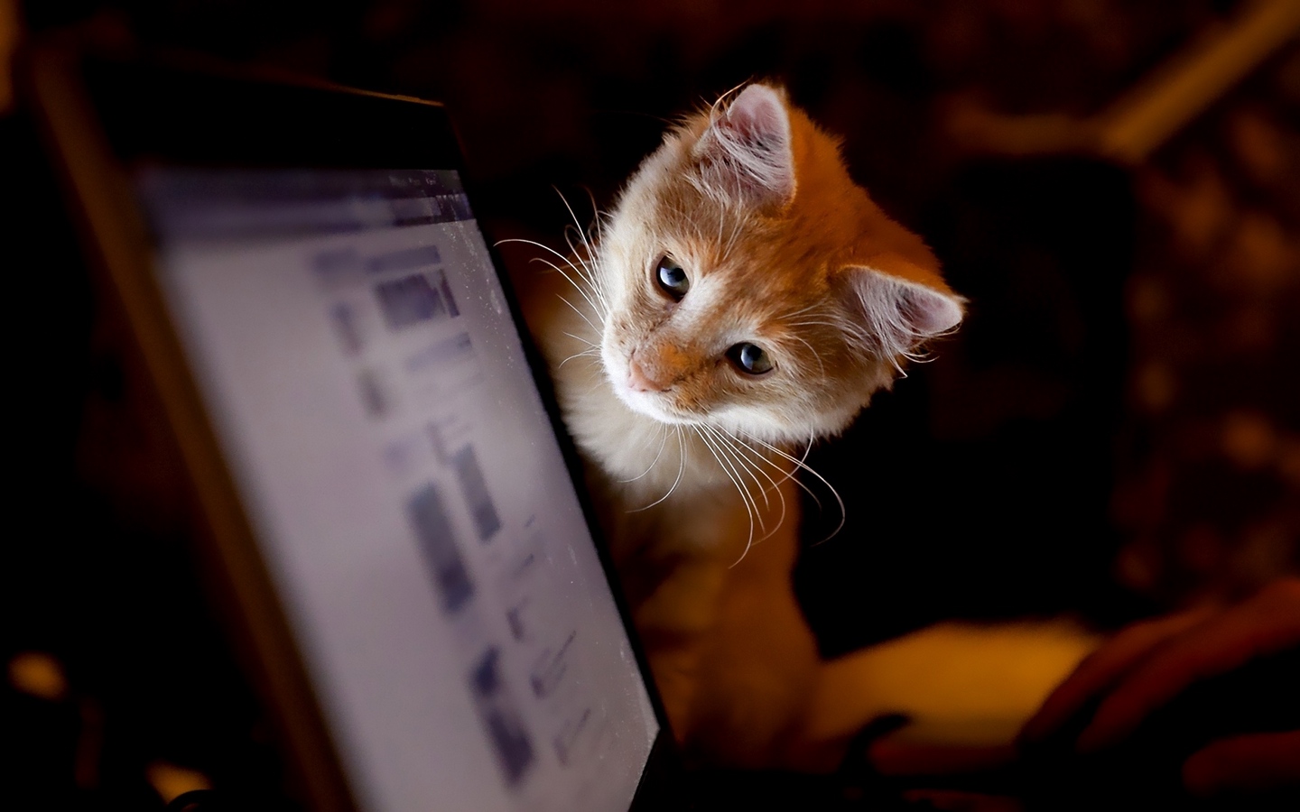 橘黄色小幼猫可爱盯着电脑屏幕看大屏高清1440x900桌面壁纸