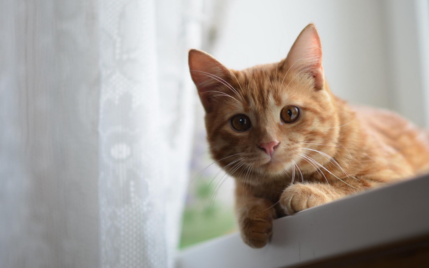 橘黄长眉毛长须短毛猫蹲在阳台上看大屏高清1440x900桌面壁纸