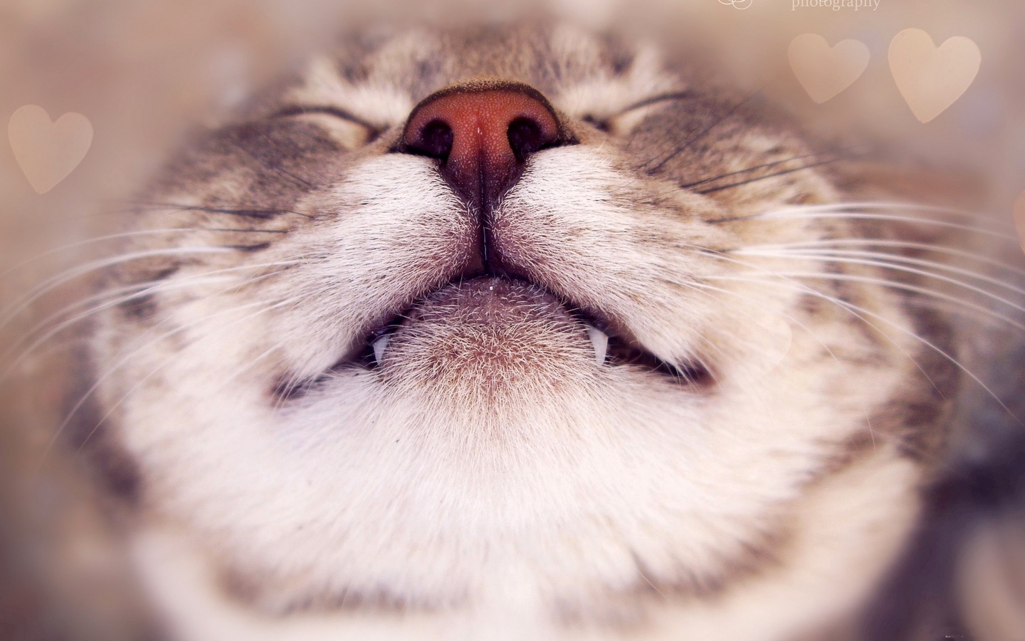 可爱小猫睡觉露出小虎牙大屏高清1440x900桌面壁纸