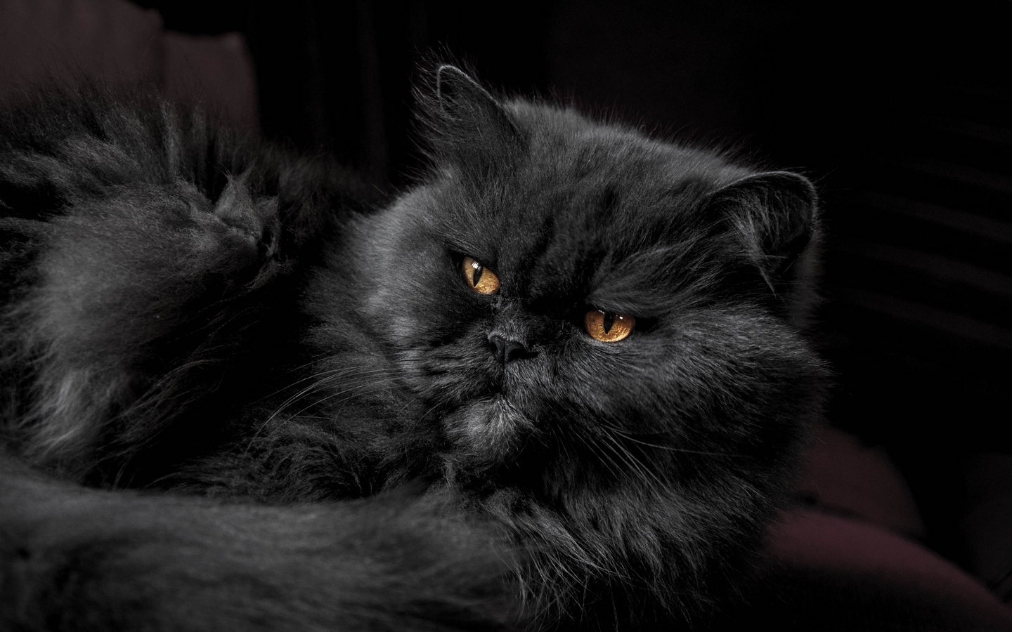 纯黑色平脸猫包子脸长毛猫大屏高清1440x900桌面壁纸