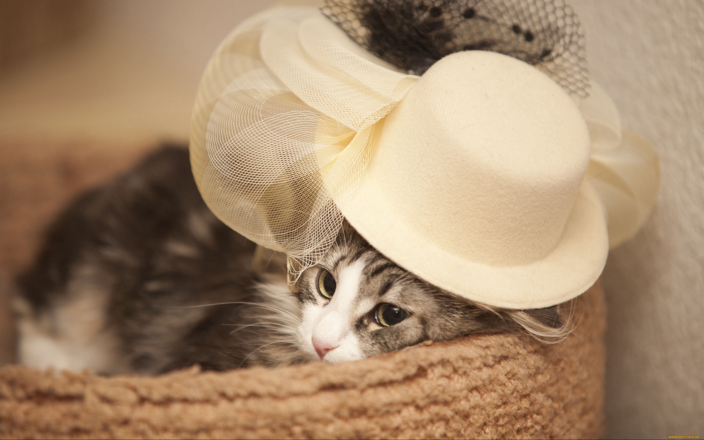 女神小猫带着贵妇帽子大屏高清1440x900桌面壁纸
