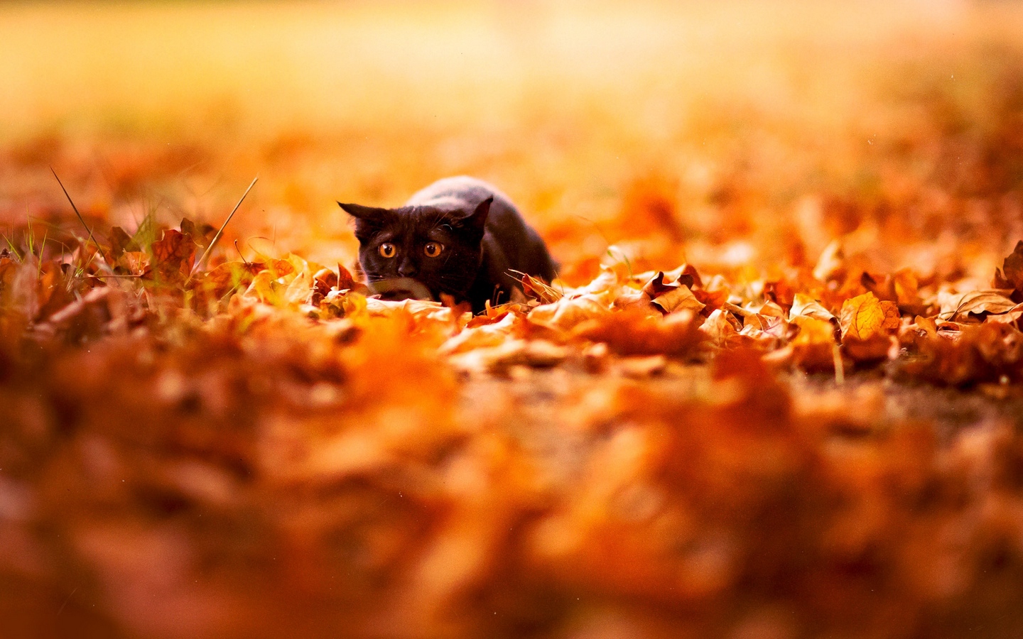 纯黑色忧郁英国短毛猫蹲在树叶中大屏高清1440x900桌面壁纸