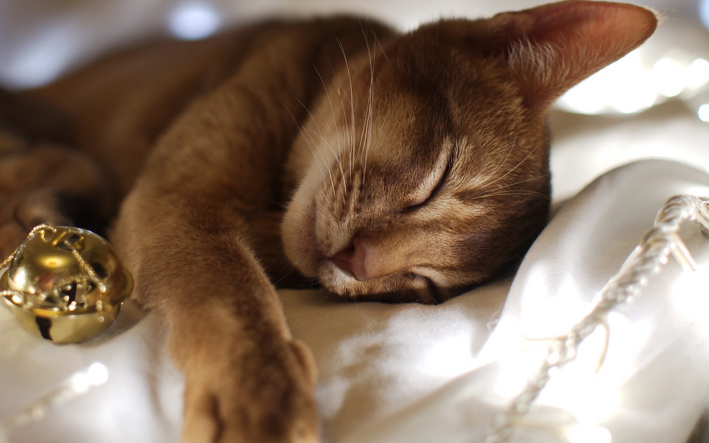 阿比西尼亚猫长耳朵猫睡觉大屏高清1440x900桌面壁纸