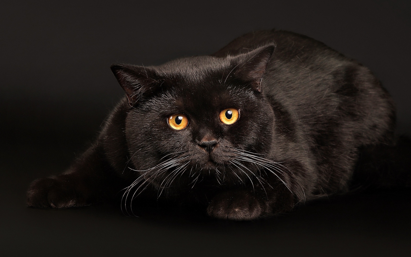 纯黑美国短毛猫好奇蹲着大屏高清1440x900桌面壁纸