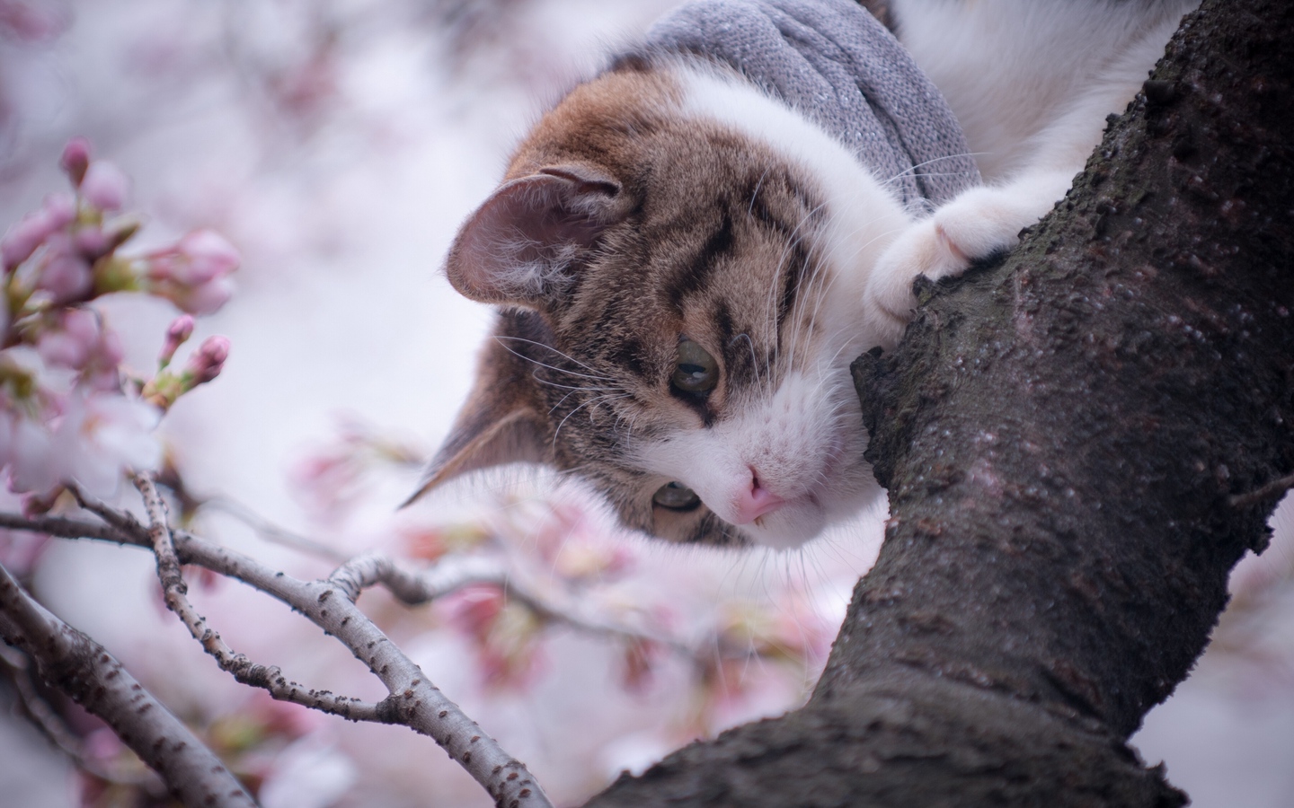 围着围巾可爱小猫爬上樱花树大屏高清1440x900桌面壁纸