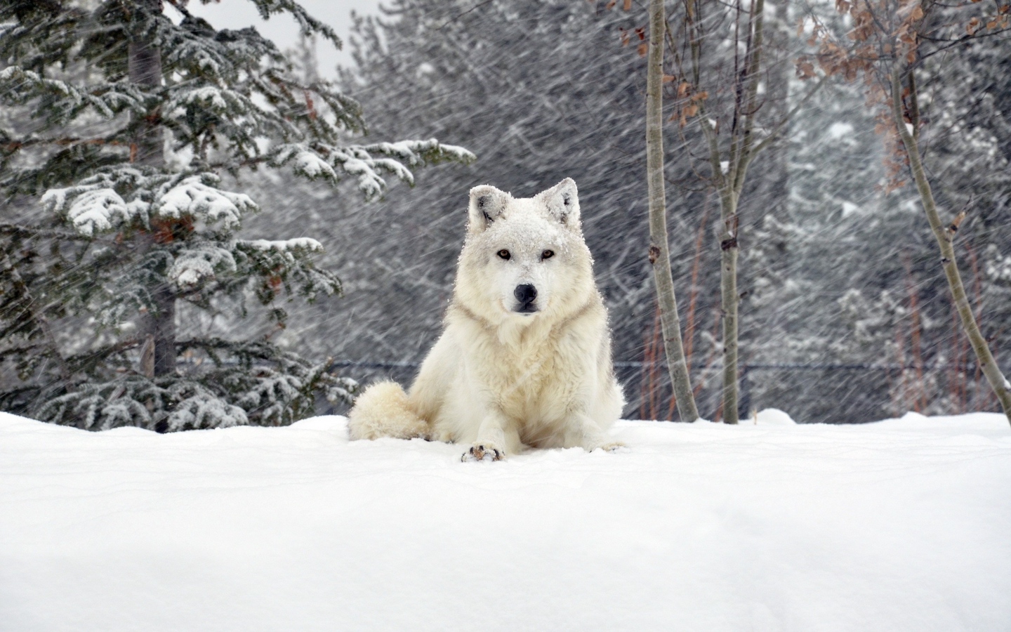 北方雪地雪犬西伯利亚犬大屏高清1440x900桌面壁纸