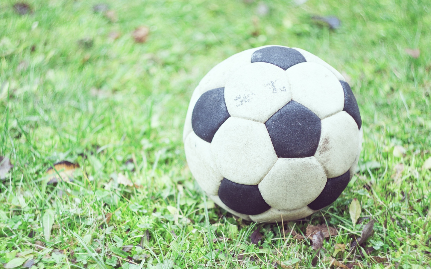 足球放在树叶草地上特写大屏高清1440x900桌面壁纸