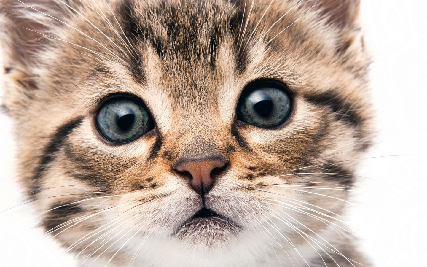 小花狸猫可爱壁纸，小奶猫大脸大屏1440x900壁纸