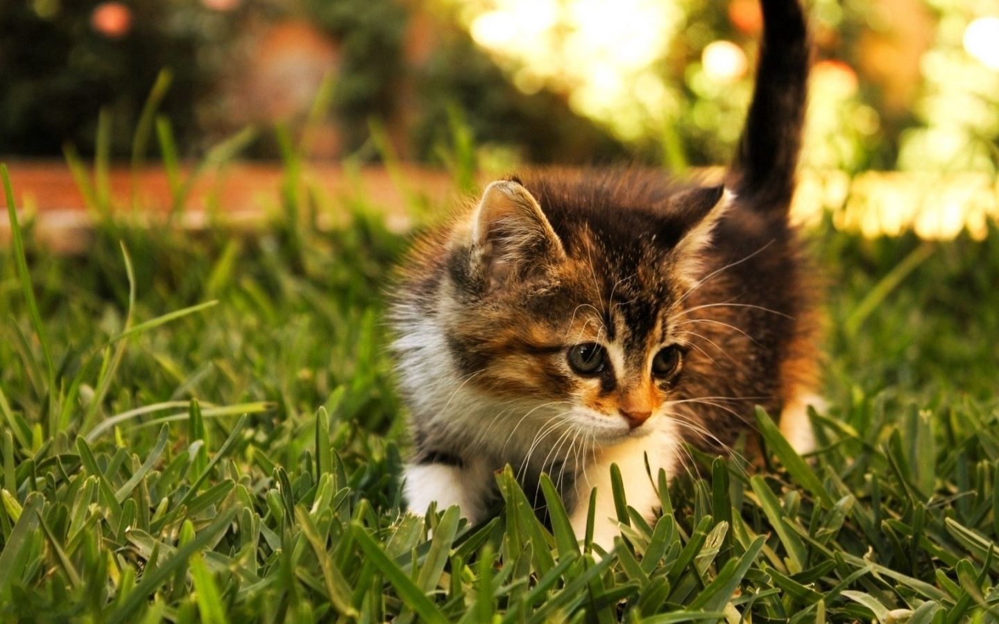 可爱小奶猫在草间漫步高清壁纸