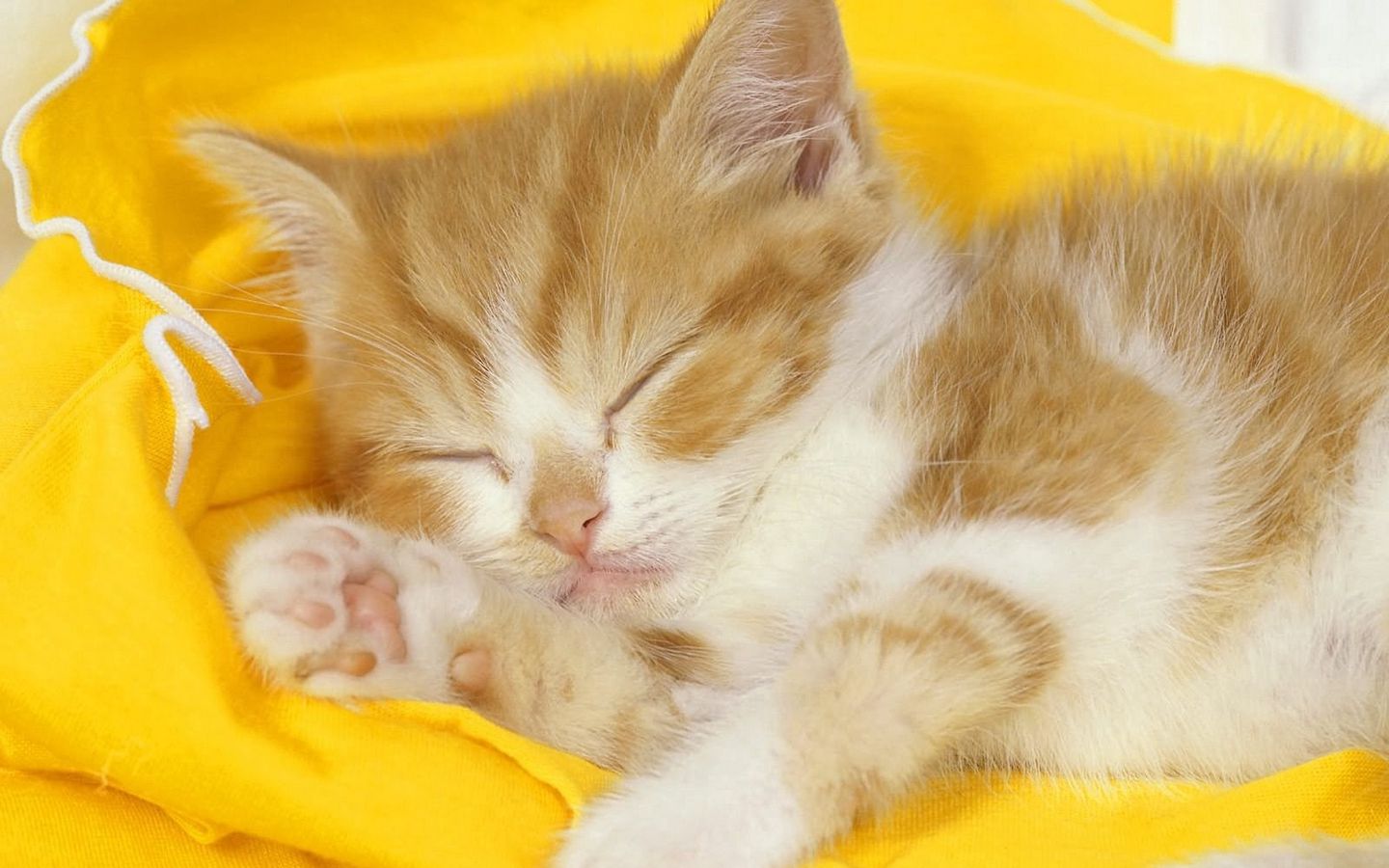 小黄猫橘猫可爱小奶猫高清壁纸