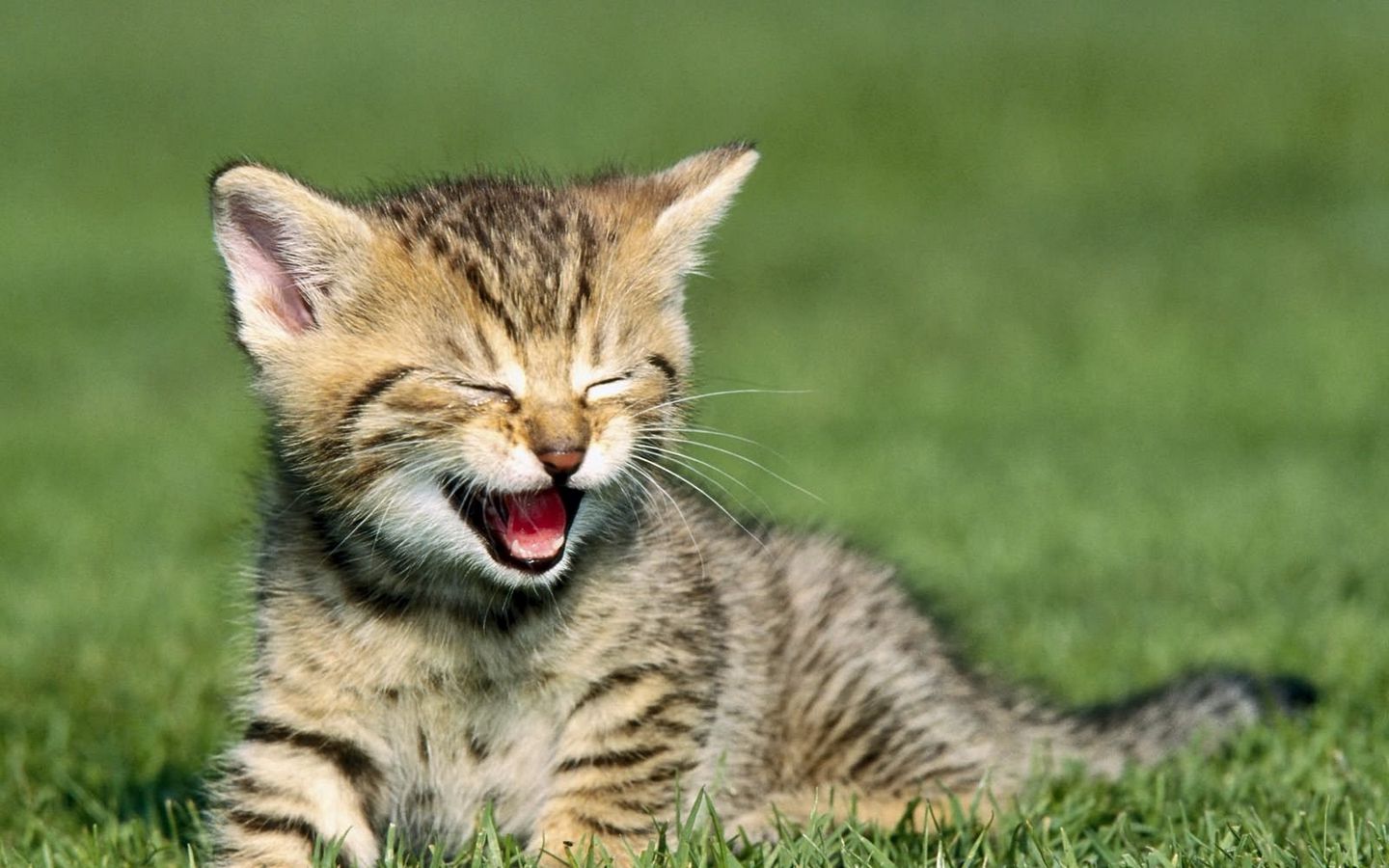 小猫开心地笑大屏壁纸