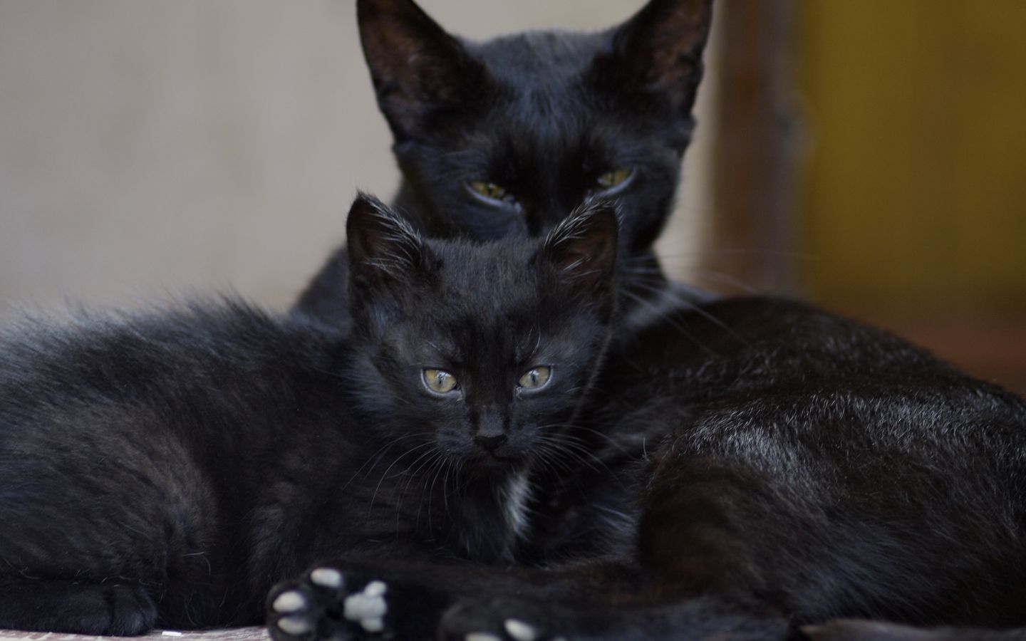 两只黑猫高清壁纸下载