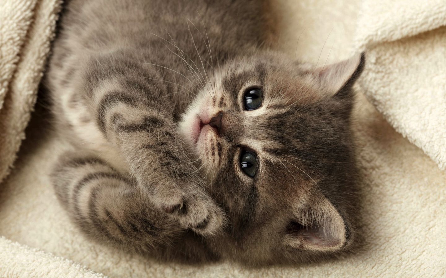 可爱小猫侧躺伸懒腰的高清壁纸下载