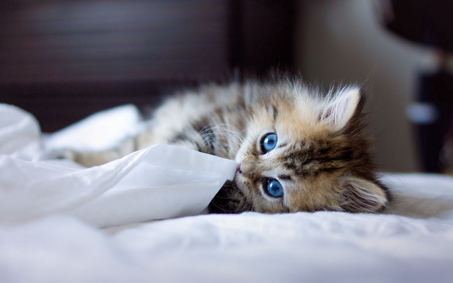 蓝色眼睛可爱小猫抓挠衣服的高清壁纸下载
