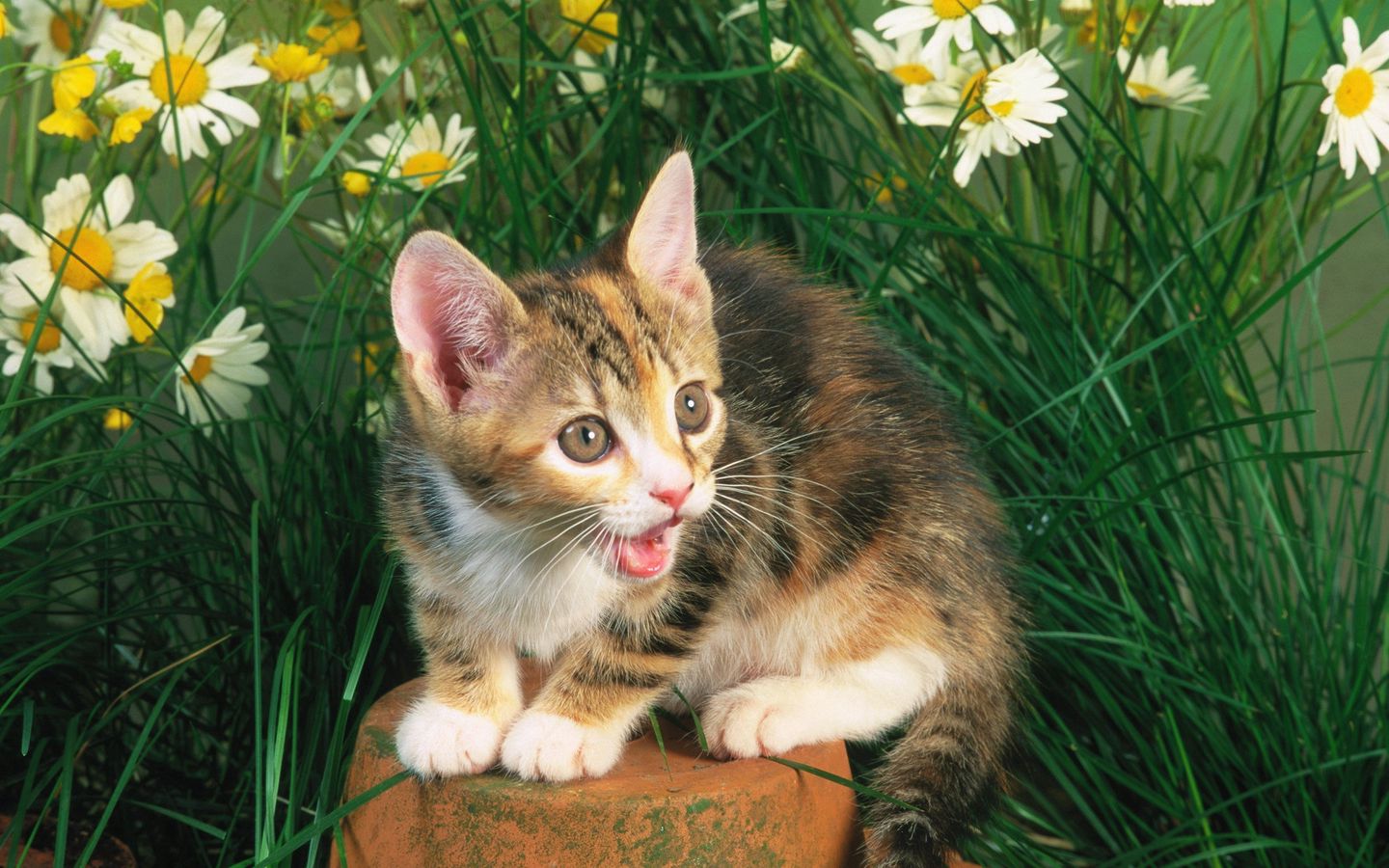 可爱小猫在花丛间叫唤的高清壁纸下载