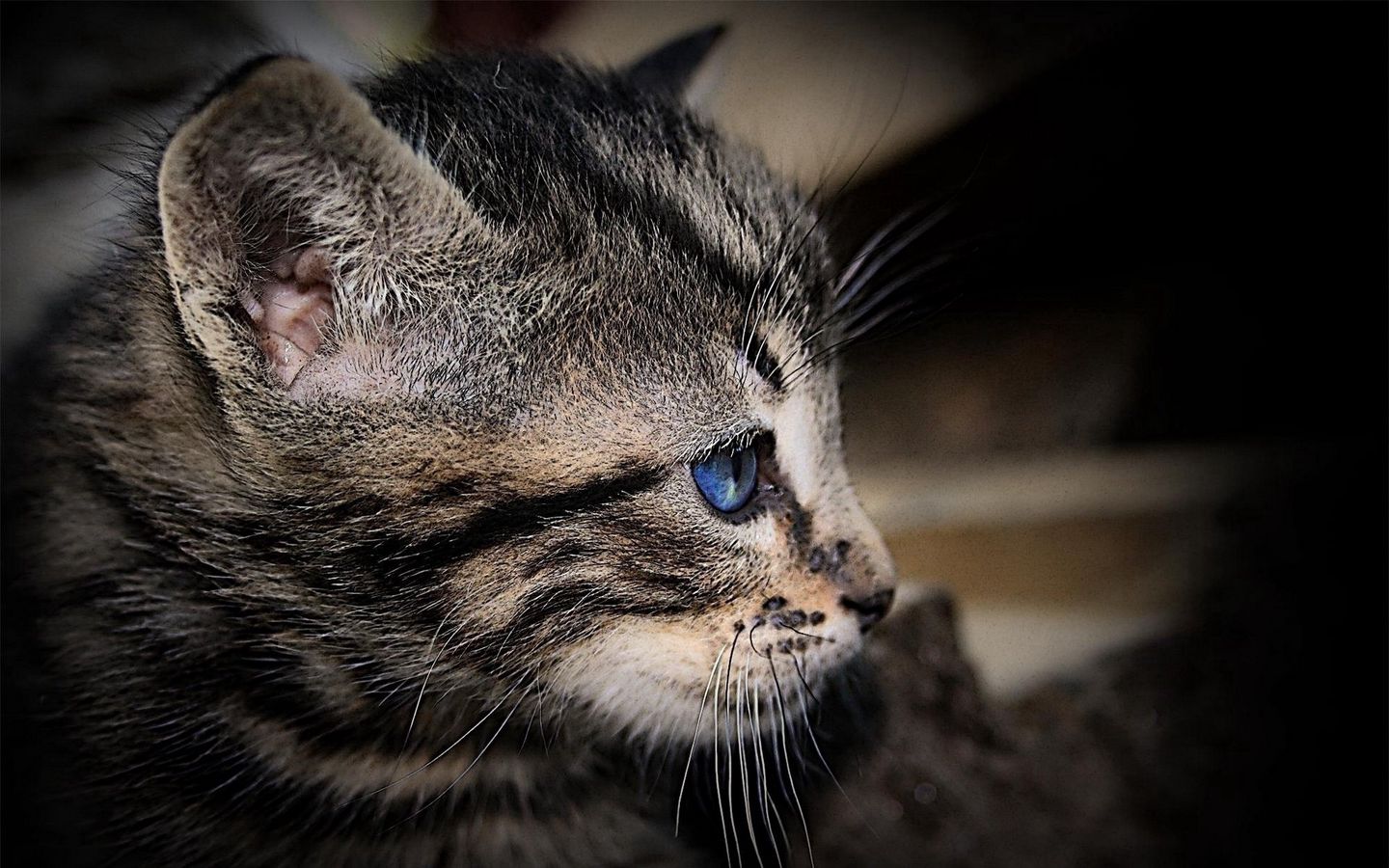 蓝色眼睛可爱小猫的高清壁纸下载