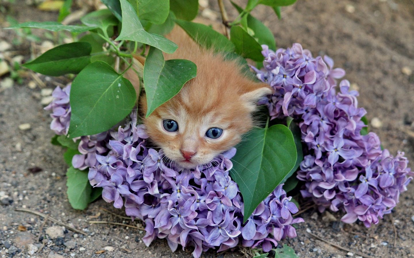 可爱黄色小奶猫在紫色花中间的高清壁纸下载