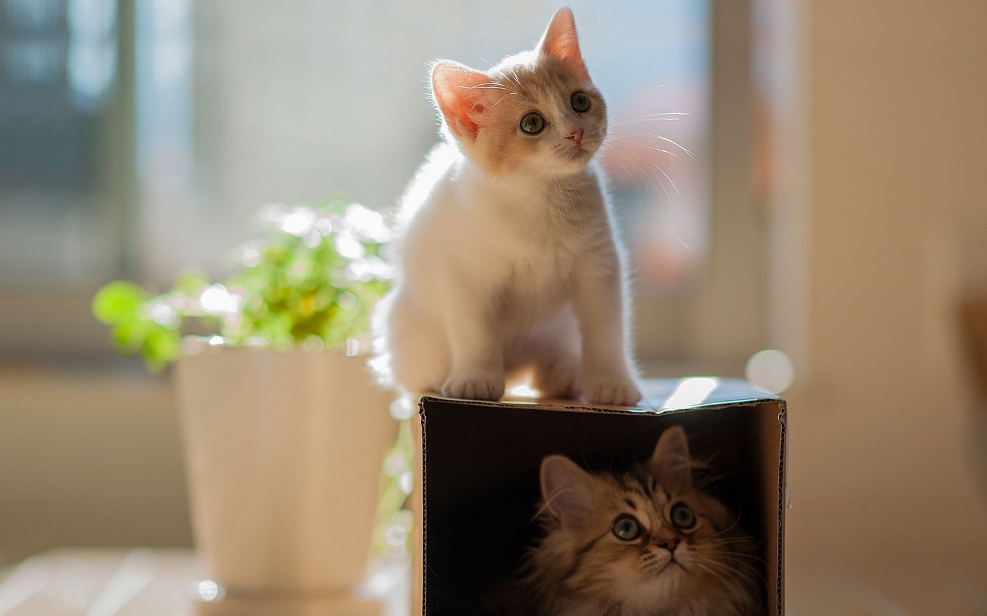 两只小猫好奇抬头看，一只小猫在箱子里面的高清壁纸下载