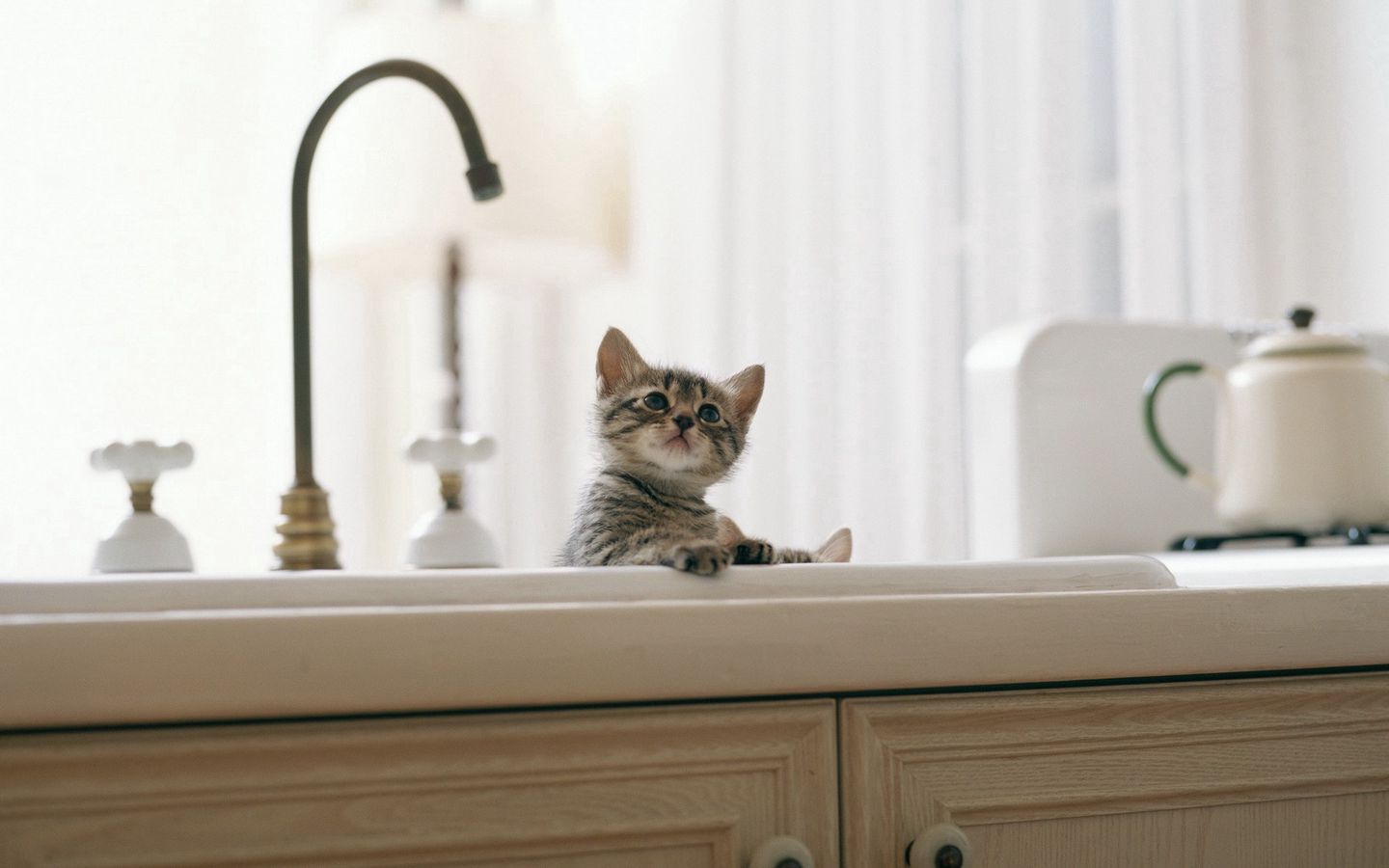 小猫在厨房水池旁边的高清壁纸下载