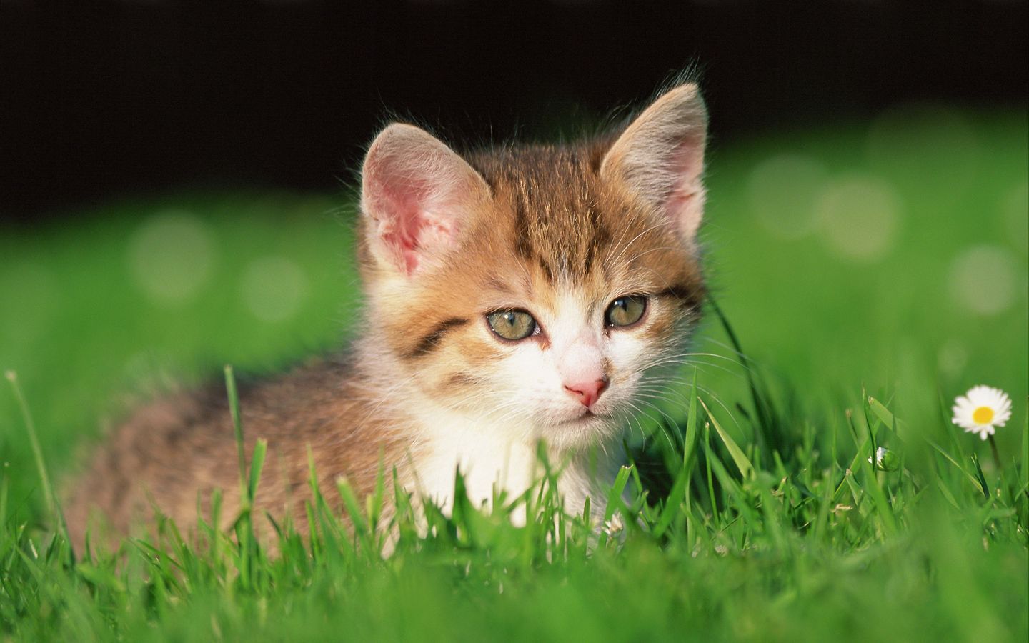 小猫在花草间盯着你看的高清壁纸下载