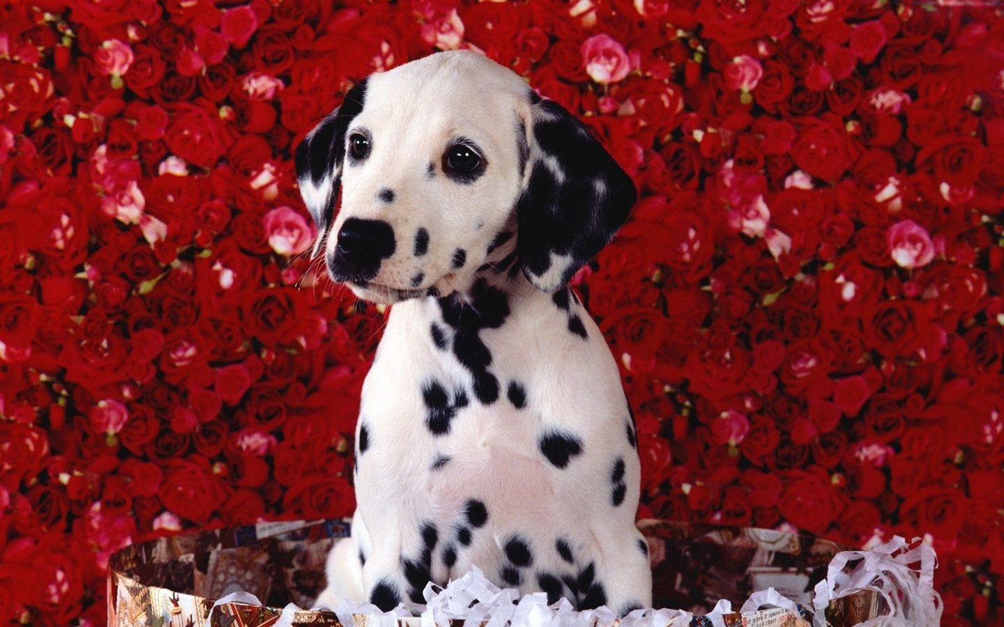 斑点狗在玫瑰花前面的高清壁纸下载