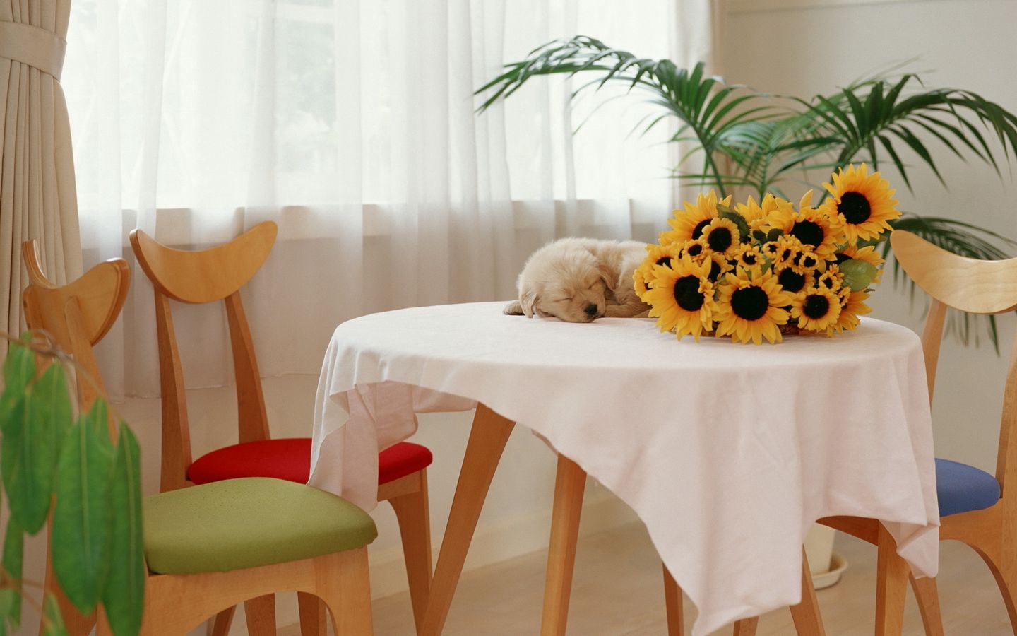 小奶狗在桌子上睡觉和向日葵的合照高清壁纸下载