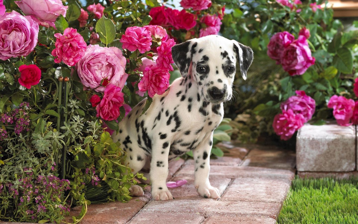 斑点狗在玫瑰花丛中间的高清壁纸下载