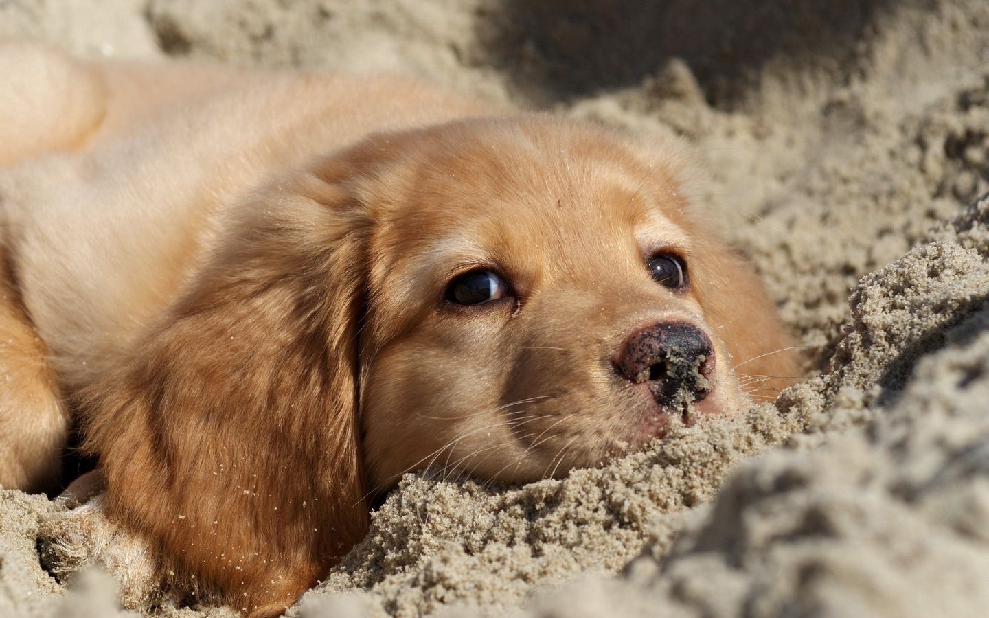 可爱小狗把自己埋在沙滩上的高清壁纸下载
