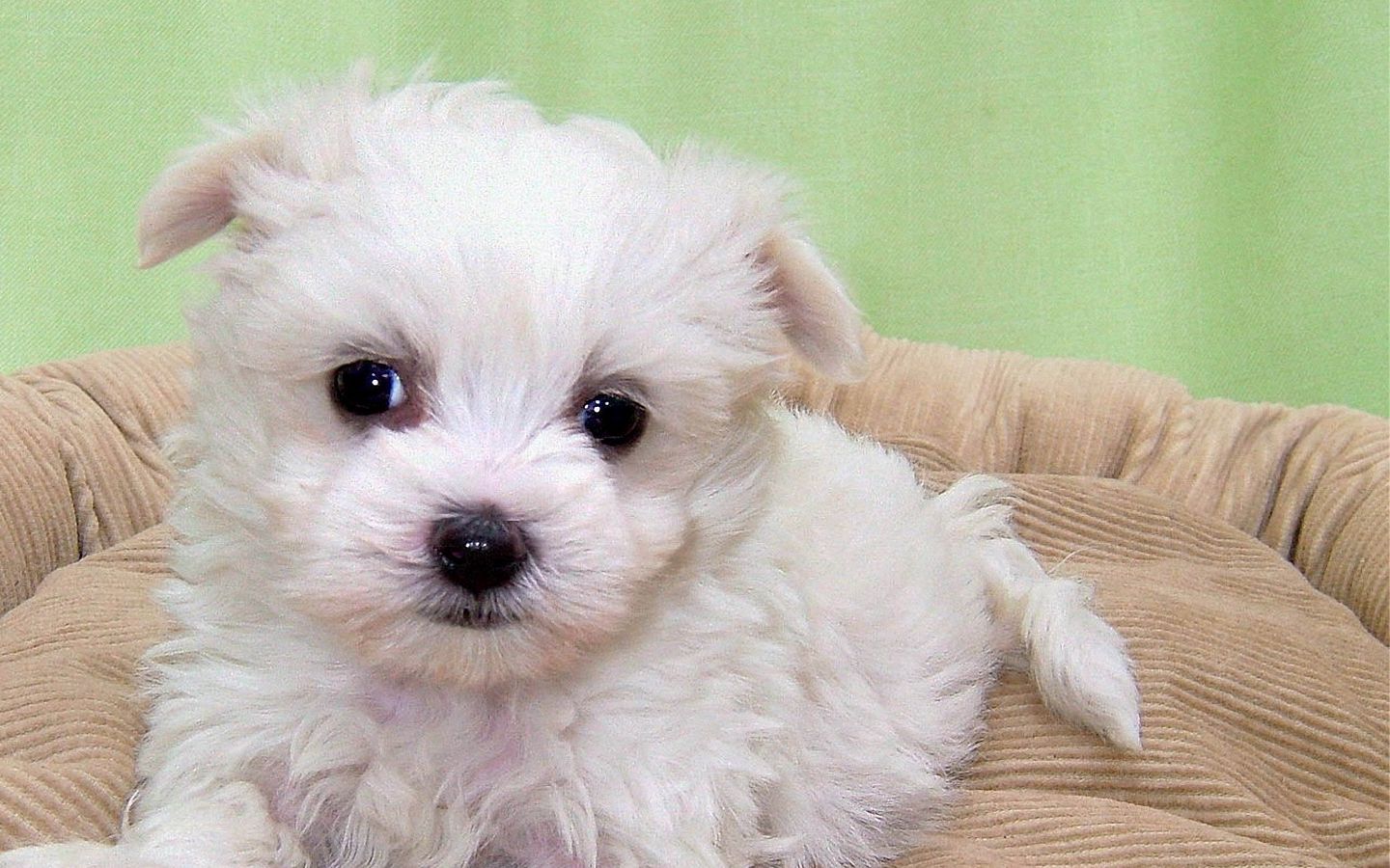 可爱小奶狗在沙发上的高清壁纸下载