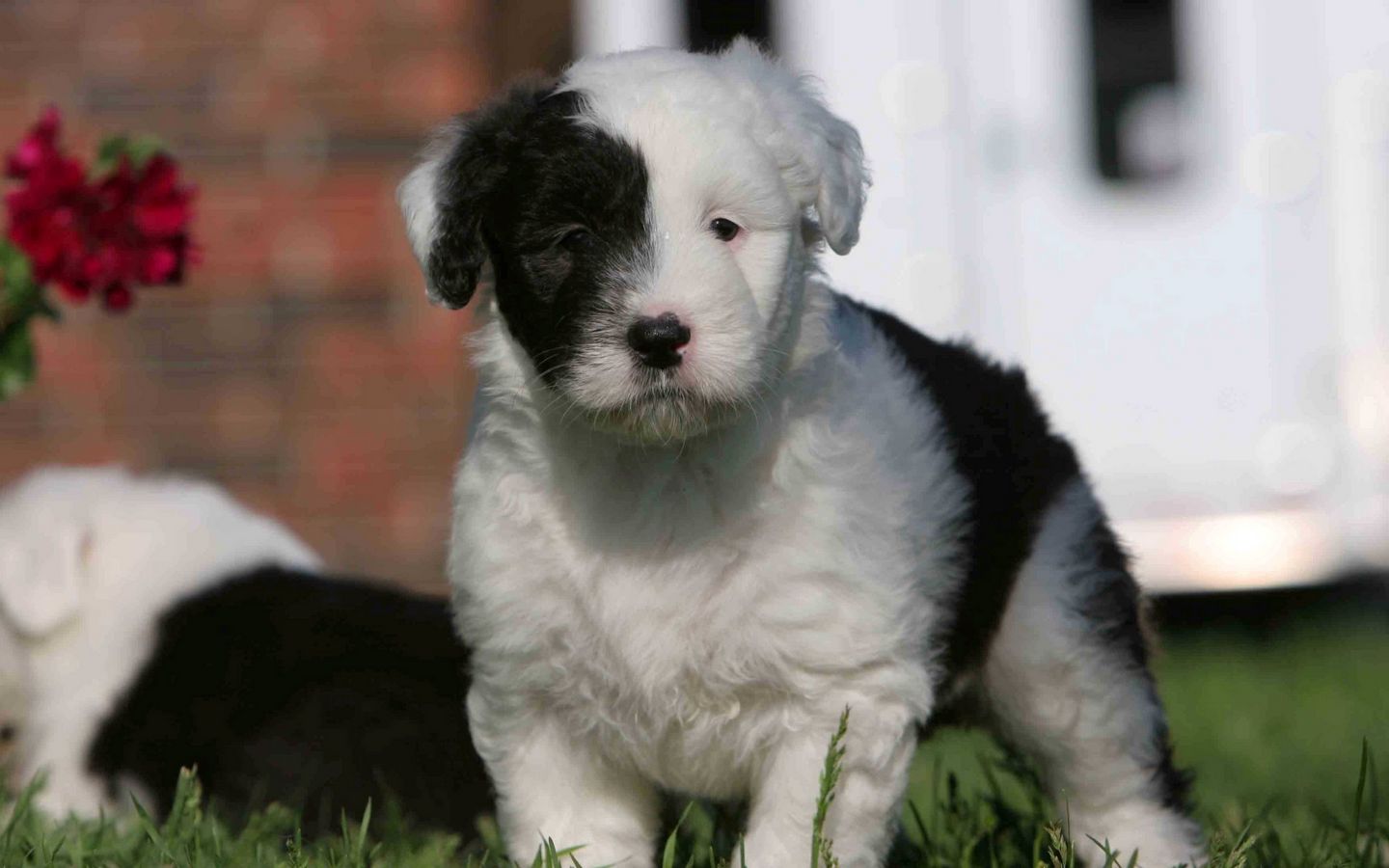 黑白脸可爱小狗狗长得很像周杰伦的高清壁纸下载