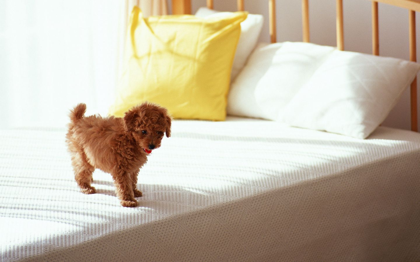 可爱小狗狗泰迪在床上的高清壁纸下载